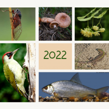 2022 év élőlényei