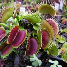 Dionaea muscipula 'Szilvia klón'