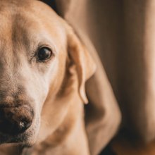 Labrador retriever