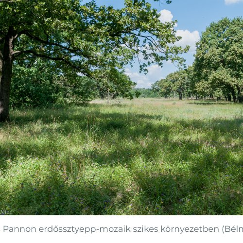 pannon_erdossztyepp
