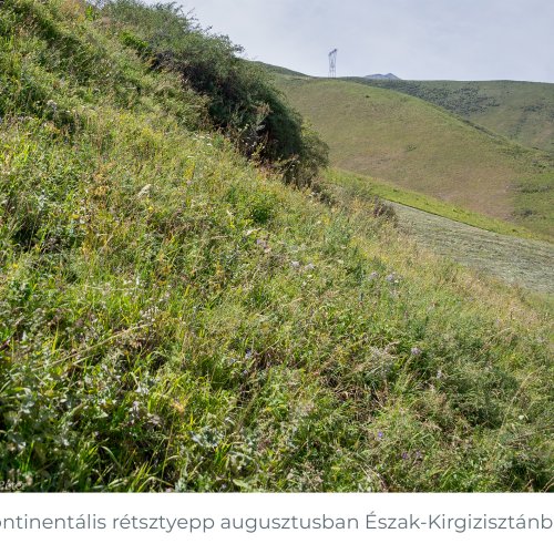 kontinentalis_retsztyepp