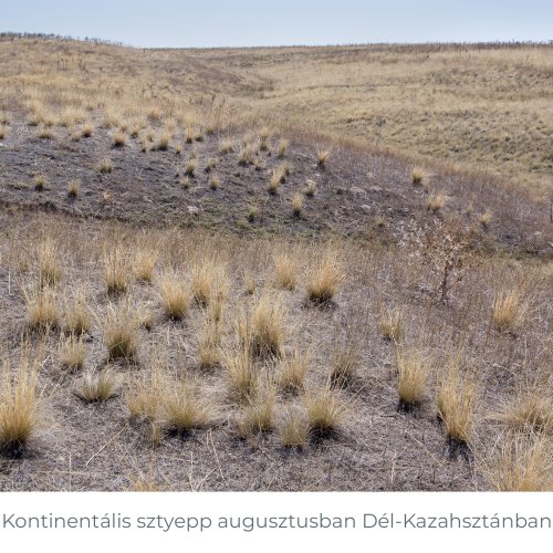 kontinentalis_sztyepp